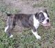 Boston Terrier Puppies for sale in Denham Springs, LA, USA. price: $1,500