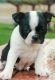 Boston Terrier Puppies for sale in Montgomery, AL 36123, USA. price: $600