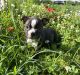 Boston Terrier Puppies for sale in Fredonia, KS 66736, USA. price: NA