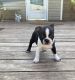 Boston Terrier Puppies for sale in Fredonia, KS 66736, USA. price: $450