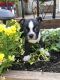 Boston Terrier Puppies for sale in Fredonia, KS 66736, USA. price: $600