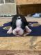 Boston Terrier Puppies for sale in 4703 Shannon Rd, Potosi, WI 53820, USA. price: $850