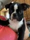 Boston Terrier Puppies for sale in Marseilles, IL 61341, USA. price: $1,100