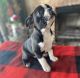 Boston Terrier Puppies for sale in Marseilles, IL 61341, USA. price: NA