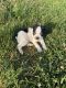 Boston Terrier Puppies for sale in Springfield, OH, USA. price: $600