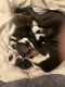 Boston Terrier Puppies for sale in Longfellow, PA 17044, USA. price: NA