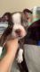 Boston Terrier Puppies for sale in Tempe, AZ, USA. price: $1,000