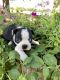 Boston Terrier Puppies for sale in Fredonia, KS 66736, USA. price: $750