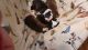Boston Terrier Puppies for sale in Galveston, IN 46932, USA. price: $1,000