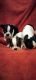 Boston Terrier Puppies for sale in 189 Crook Rd, Fort Valley, GA 31030, USA. price: $500