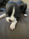 Boston Terrier Puppies for sale in Waxahachie, TX 75167, USA. price: $500