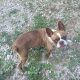 Boston Terrier Puppies for sale in Parkersburg, WV, USA. price: $200