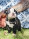 Boston Terrier Puppies for sale in Temecula, CA, USA. price: $600