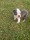 Boston Terrier Puppies for sale in Blanchester, OH 45107, USA. price: $500