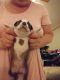 Boston Terrier Puppies for sale in 28627 Blue Rdg Pkwy, Glade Valley, NC 28627, USA. price: NA