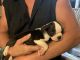 Boston Terrier Puppies for sale in Greencastle, IN 46135, USA. price: NA