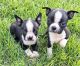 Boston Terrier Puppies for sale in Wood River, NE 68883, USA. price: $900