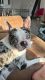 Boston Terrier Puppies for sale in Miami, FL 33175, USA. price: $2,500