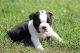 Boston Terrier Puppies for sale in Algona, IA 50511, USA. price: $1,800