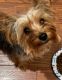 Boston Terrier Puppies for sale in Shreveport-Bossier City, LA, LA, USA. price: $2,000