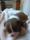 Boston Terrier Puppies for sale in 28627 Blue Rdg Pkwy, Glade Valley, NC 28627, USA. price: NA