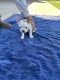 Boston Terrier Puppies for sale in Sanger, CA 93657, USA. price: NA