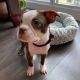 Boston Terrier Puppies for sale in East Los Angeles, CA, USA. price: $750