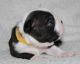 Boston Terrier Puppies for sale in Brooksville, FL 34601, USA. price: $1,500