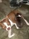 Boston Terrier Puppies for sale in Allenstown, NH, USA. price: NA