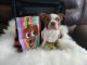 Boston Terrier Puppies for sale in Denton, TX, USA. price: $1,000