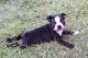 Boston Terrier Puppies for sale in Wood River, NE 68883, USA. price: $800