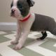 Boston Terrier Puppies for sale in 530 Monroe Ave, Elizabeth, NJ 07201, USA. price: NA