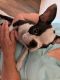 Boston Terrier Puppies for sale in Bristol, ME, USA. price: NA