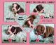 Boston Terrier Puppies for sale in Springfield, OH 45506, USA. price: $800