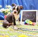 Boston Terrier Puppies for sale in Coulterville, IL 62237, USA. price: $800