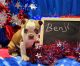 Boston Terrier Puppies for sale in Coulterville, IL 62237, USA. price: $875