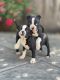 Boston Terrier Puppies for sale in Hayward, CA, USA. price: NA