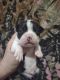 Boston Terrier Puppies for sale in Elkins, WV 26241, USA. price: NA
