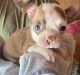 Boston Terrier Puppies for sale in Pontotoc, MS 38863, USA. price: $600