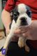 Boston Terrier Puppies for sale in Broken Arrow, OK, USA. price: $500
