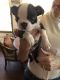 Boston Terrier Puppies for sale in Barefoot Bay, Sebastian, FL 32976, USA. price: $1,000