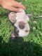 Boston Terrier Puppies for sale in Nashville, TN, USA. price: $1,100