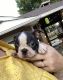 Boston Terrier Puppies for sale in Fredonia, KS 66736, USA. price: $950