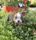 Boston Terrier Puppies for sale in Fredonia, KS 66736, USA. price: $1,400