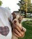 Boston Terrier Puppies for sale in Fredonia, KS 66736, USA. price: $1,400