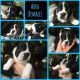 Boston Terrier Puppies for sale in Durham, NC, USA. price: NA