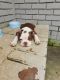 Boston Terrier Puppies for sale in Rome, GA 30165, USA. price: NA