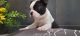 Boston Terrier Puppies for sale in Strafford, MO 65757, USA. price: NA