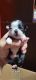 Boston Terrier Puppies for sale in Cleveland, GA 30528, USA. price: $1,200