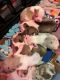 Boston Terrier Puppies for sale in Corryton, TN 37721, USA. price: $800